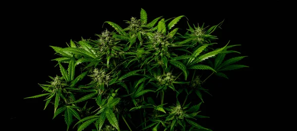 Auto flor pequeña variedad de marihuana verde oscuro agradable con fondo negro — Foto de Stock