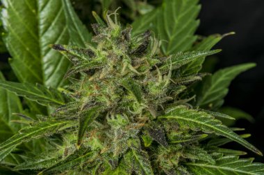 Otomatik çiçek küçük çeşitli renk yeşil karanlık güzel esrar ile parlak yapraklar