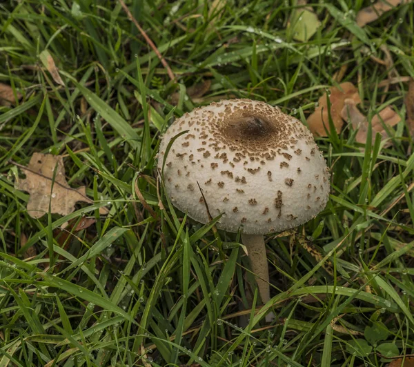 Гриб Macrolepiota Procera Зеленому Лузі Осінній Темний День — стокове фото