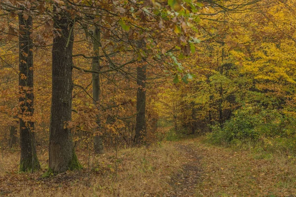 Luhacovice 温泉街近くの葉の木と濃い色秋の森 — ストック写真