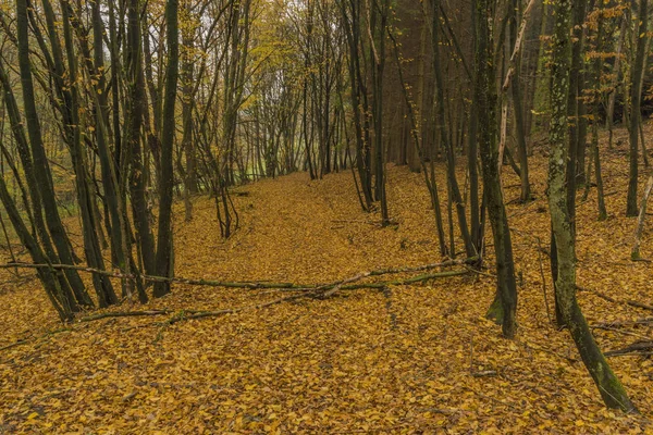 Tmavá Barva Podzimní Les Listy Stromů Poblíž Lázeňského Města Luhačovice — Stock fotografie