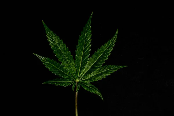 Color Yellow Green Orange Marijuana Leafs Black Background — Stock Photo, Image