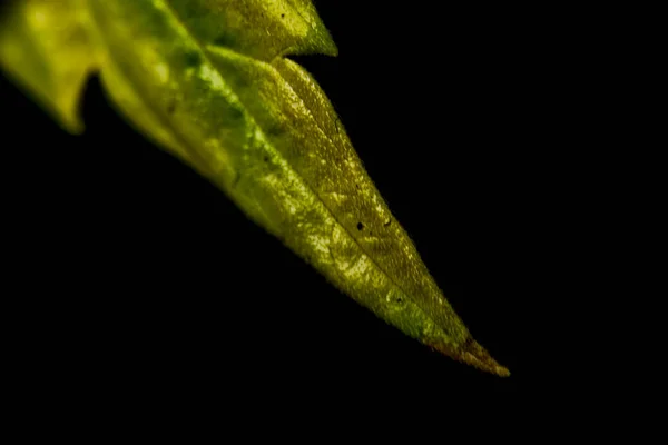 Цвет Желтый Зеленый Оранжевый Марихуана Листья Черным Фоном — стоковое фото