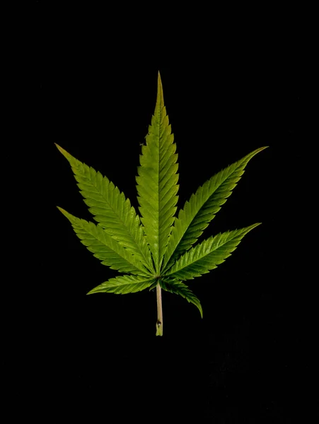 Farbe Gelb Grün Orange Marihuana Blätter Mit Schwarzem Hintergrund — Stockfoto