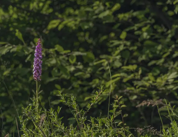 Kleur Bloemen Zomer Weide Zonnige Warme Dag — Stockfoto