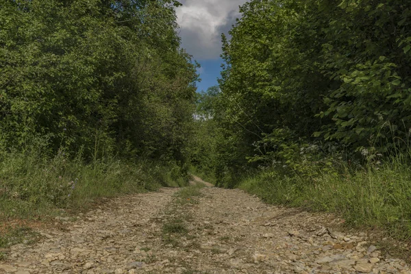 Sıcak yaz öğleden sonra Slachovky Hill Pieniny Ulusal Park Slope'da yol açtı
