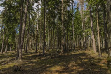 Slavkovsky Les Milli Parkı içinde güzel bahar günü Ladin ve çam ağacı ormanda