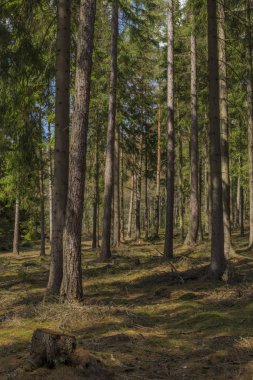 Slavkovsky Les Milli Parkı içinde güzel bahar günü Ladin ve çam ağacı ormanda