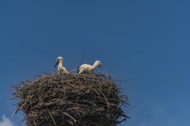 Beyaz güzel leylek yuvada yaz gün mavi gökyüzü ile