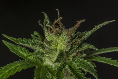 Adaçayı n ekşi yeşil çeşitli tıbbi esrar siyah arka plan ile makro görünümü