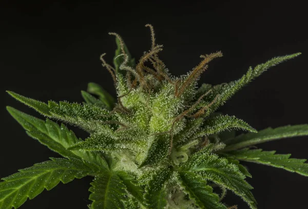 Zobacz Makra Sage Sour Zielony Odmiany Marihuany Czarnym Tłem — Zdjęcie stockowe
