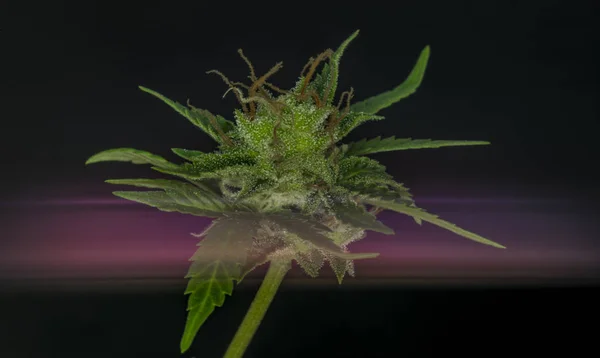 一个绽放看法 Sage 酸绿色品种的医疗大麻与黑色背景和粉红色的小条 — 图库照片