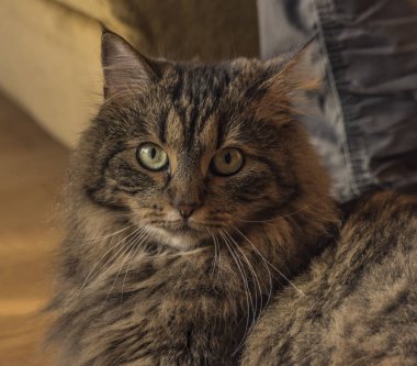 Güzel gözleri ve kulakları ile tekir güzel kedi Başkanı