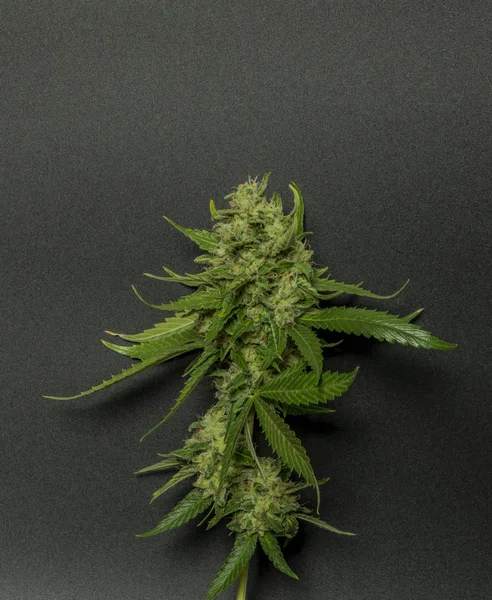 Sage Sour Variedad Verde Marihuana Medicinal Con Fondo Negro — Foto de Stock