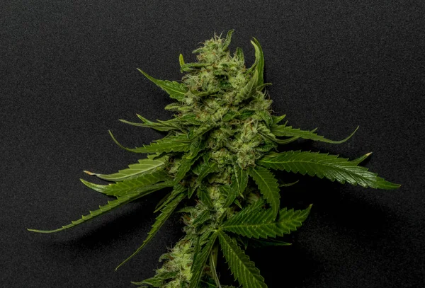 Salie Zure Groene Variëteit Van Medische Marihuana Met Zwarte Achtergrond — Stockfoto