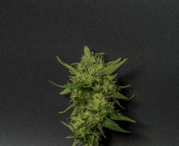Sage Sour Green Variety Medical Marijuana Black Background — Stock Photo, Image