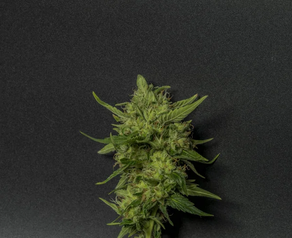 Sage Sour Variedad Verde Marihuana Medicinal Con Fondo Negro — Foto de Stock