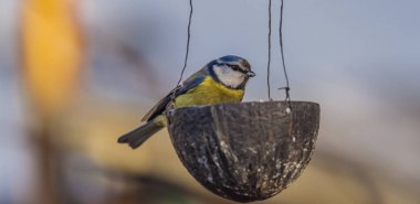Kış soğuk güneşli gün kayısı ağacında sarı bülbül kuşu