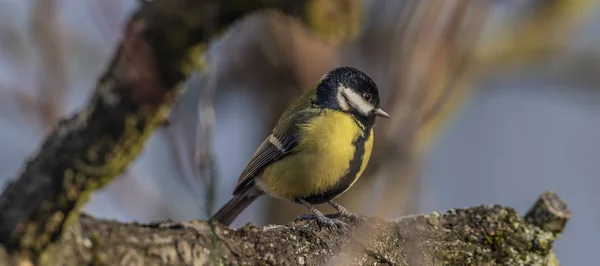 Gele Chickadee Vogel Abrikoos Boom Ijzig Zonnige Winterdag — Stockfoto