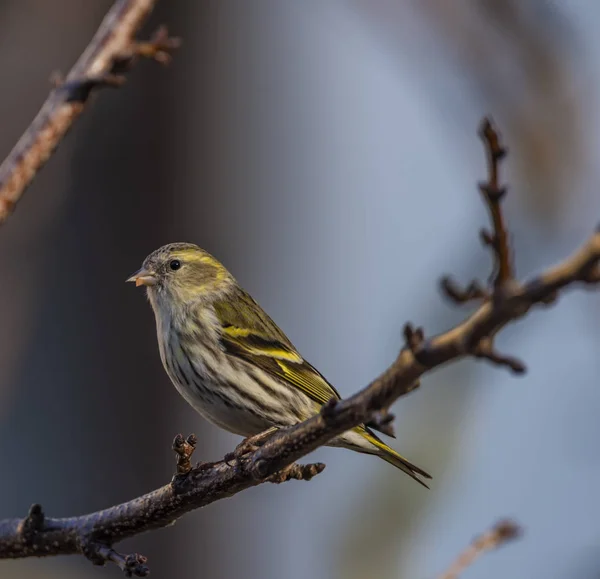 Sperling Vogel Auf Aprikosenbaum Winter Frostigen Sonnigen Tag — Stockfoto