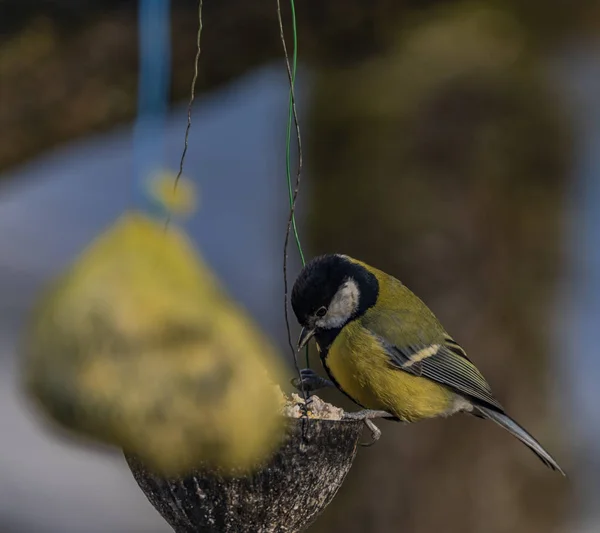 Pájaro Pollito Amarillo Albaricoque Invierno Helado Día Soleado —  Fotos de Stock