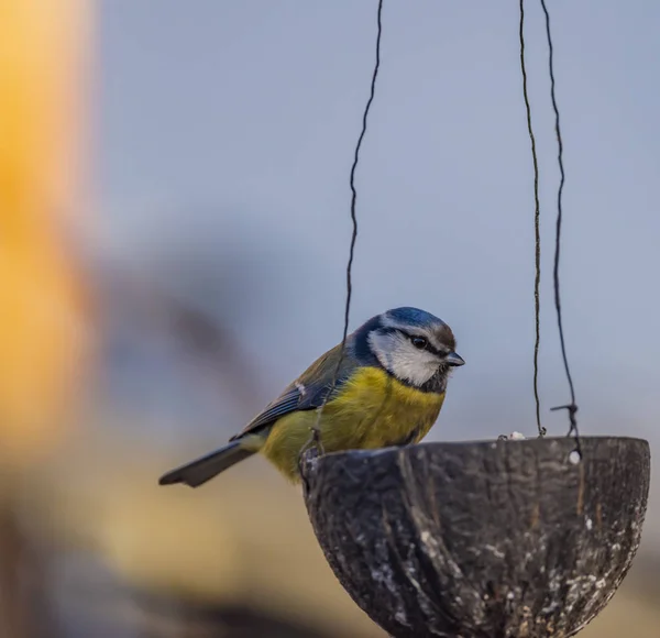 Gelber Hühnervogel Auf Marillenbaum Winter Frostiger Sonniger Tag — Stockfoto