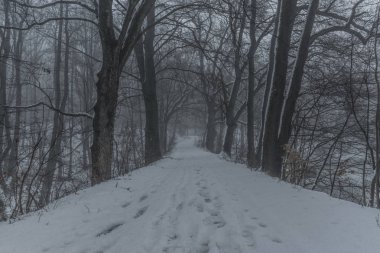 Sis ve spa town Kynzvart yakınındaki koyu beyaz kış günü kar buz gibi yol