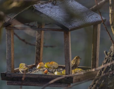 Kış soğuk güneşli gün besleyiciye sarı bülbül kuşu