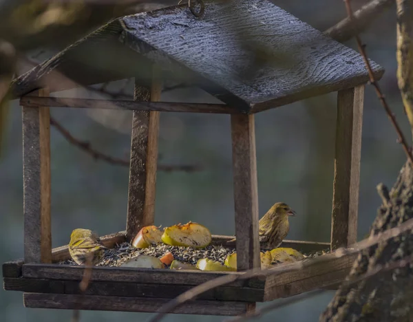 Sárga Cinege Madár Téli Fagyos Napos Adagoló — Stock Fotó