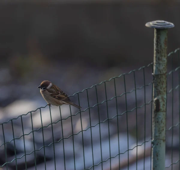 Sparrow Fågel Staket Träd Vinter Frostiga Soliga Dag — Stockfoto