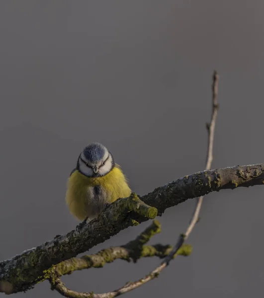 Желтая Курица Абрикосовом Дереве Зимний Морозный Солнечный День — стоковое фото