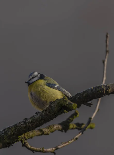 Gula Chickadee Fågel Aprikosträd Vinter Frostiga Soliga Dag — Stockfoto