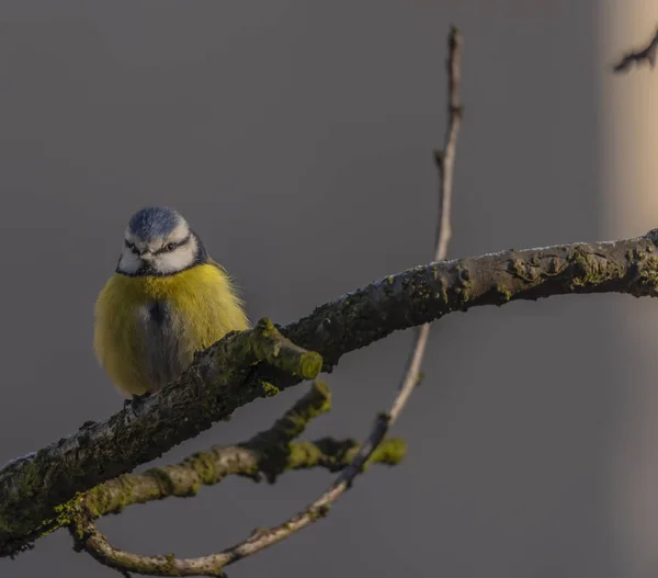 Gula Chickadee Fågel Aprikosträd Vinter Frostiga Soliga Dag — Stockfoto