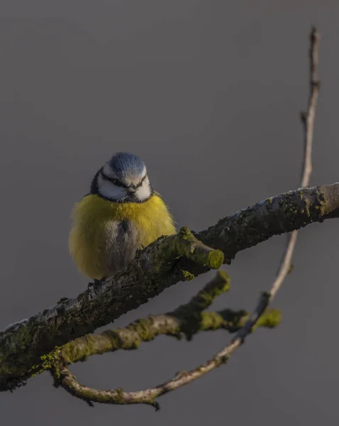 Gelber Hühnervogel Auf Marillenbaum Winter Frostiger Sonniger Tag — Stockfoto