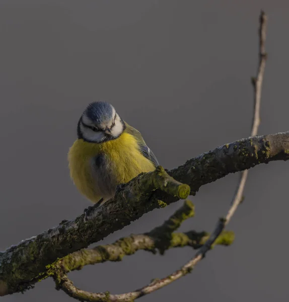 Pájaro Pollito Amarillo Albaricoque Invierno Helado Día Soleado — Foto de Stock