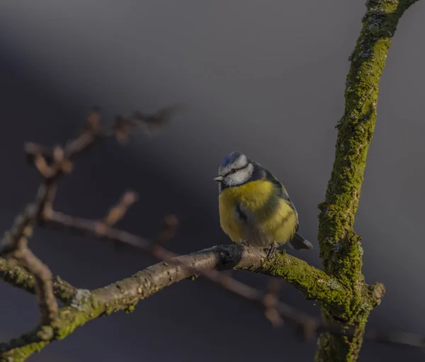 Жовтий Пташиний Птах Абрикосовому Дереві Зимовий Морозний Сонячний День — стокове фото