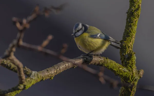 Pájaro Pollito Amarillo Albaricoque Invierno Helado Día Soleado — Foto de Stock