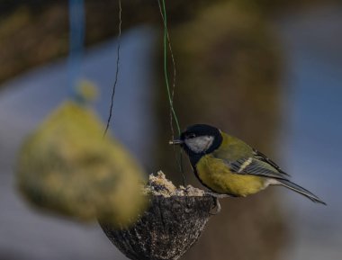 Kış soğuk güneşli gün kayısı ağacında sarı bülbül kuşu