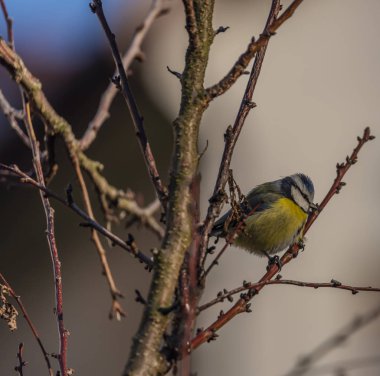 Kış soğuk güneşli gün kayısı ağacında uçakta genç küçük sarı bülbül