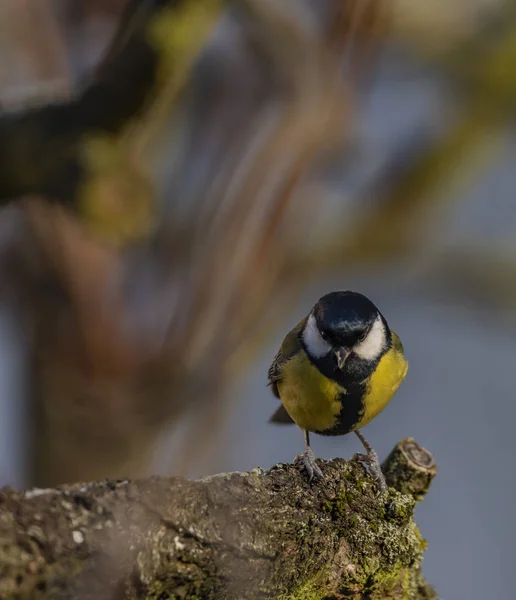 Chickadee Κίτρινο Πουλί Δέντρο Βερικοκιών Στο Χειμώνα Frosty Ηλιόλουστη Μέρα — Φωτογραφία Αρχείου