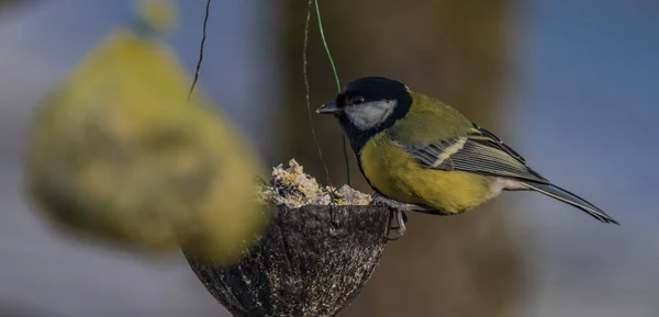 冬の凍るような晴れた日にアプリコットの木の黄色四十雀鳥 — ストック写真