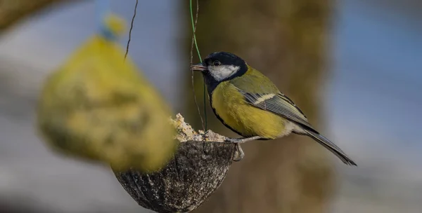 Gelber Hühnervogel Auf Marillenbaum Winter Frostiger Sonniger Tag — Stockfoto