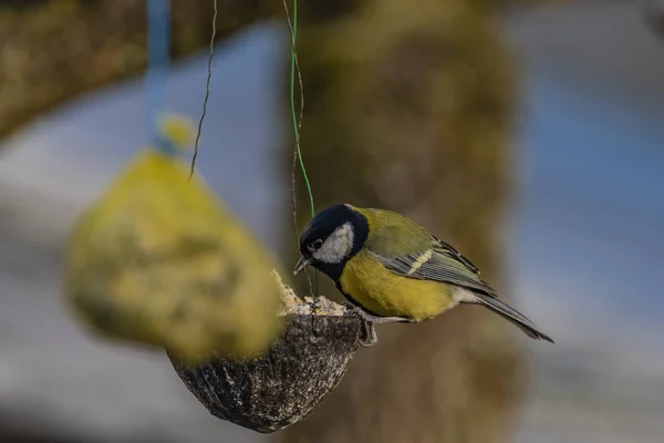 Pássaro Frango Amarelo Árvore Damasco Inverno Dia Ensolarado Gelado — Fotografia de Stock