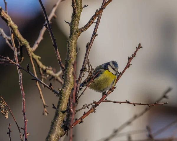 Young Small Yellow Chickadee Bird Apricot Tree Winter Frosty Sunny — Stock Photo, Image