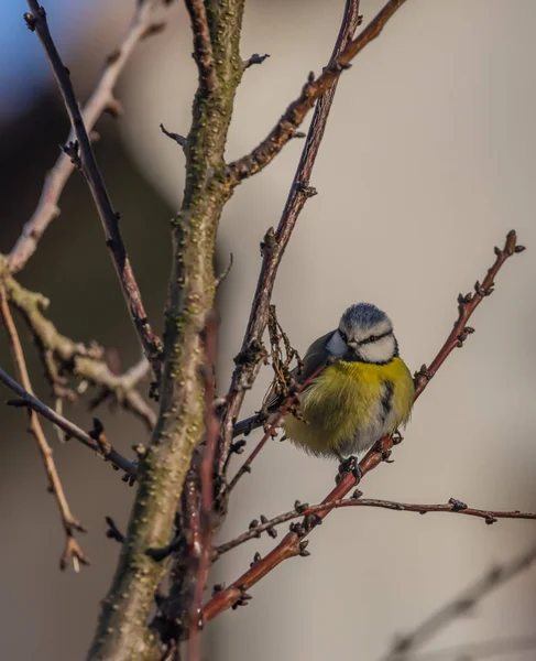 Young Small Yellow Chickadee Bird Apricot Tree Winter Frosty Sunny — Stock Photo, Image