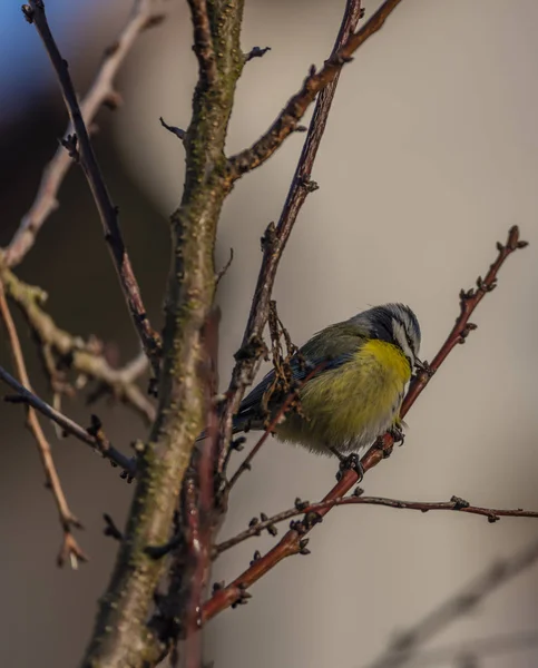 Joven Pollito Amarillo Pequeño Pájaro Albaricoque Invierno Helado Día Soleado — Foto de Stock