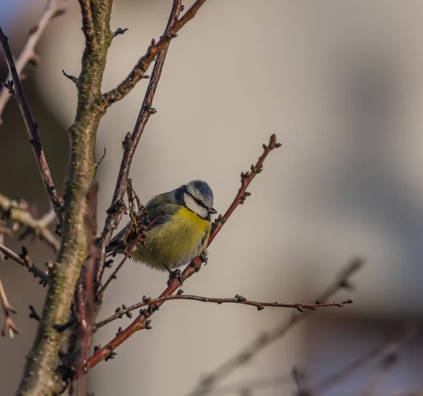 Unga Liten Gul Chickadee Fågel Aprikosträd Vinter Frostiga Soliga Dag — Stockfoto