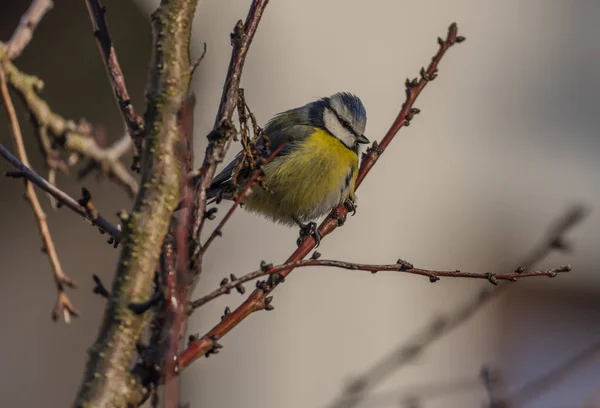 Junger Kleiner Gelber Hühnervogel Auf Marillenbaum Winter Frostiger Sonniger Tag — Stockfoto