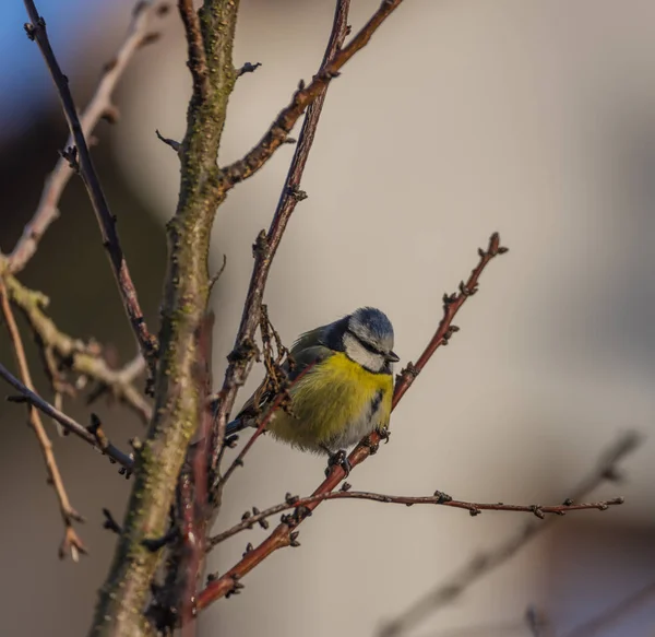 Маленькая Желтая Птичка Абрикосовом Дереве Зимний Морозный Солнечный День — стоковое фото