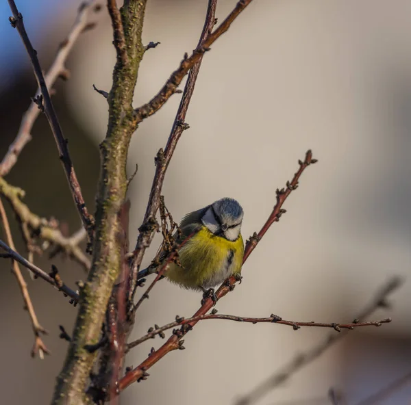 Young Small Yellow Chickadee Bird Apricot Tree Winter Frosty Sunny — Stock Photo, Image